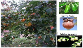 American Persimmon Fruit Tree 5 Seeds Garden Beautiful USA Seller - £8.84 GBP