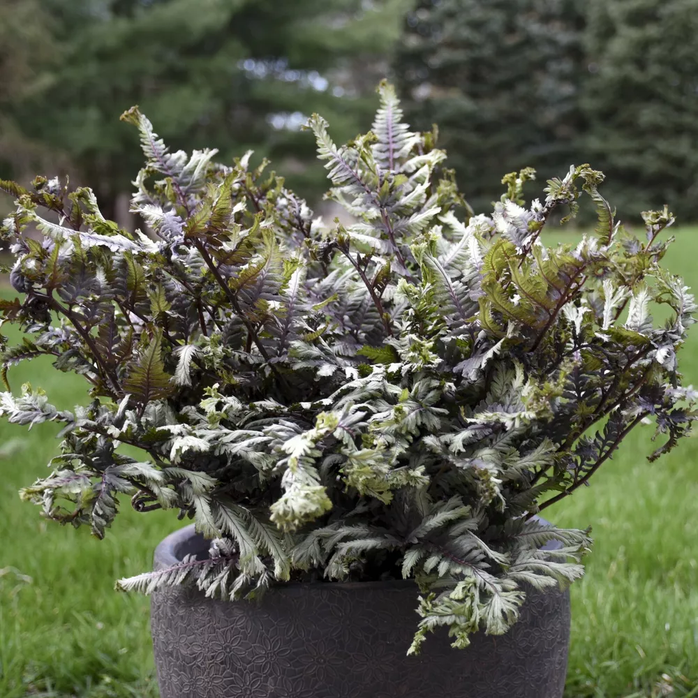 Athyrium Niponicum &#39;Crested Surf&#39; 5.25 Inch Pot Perennial Fern - $34.81