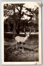 RPPC Beautiful Deer in Park c1930 Wildlife Reserve Real Photo Postcard D28 - $6.95