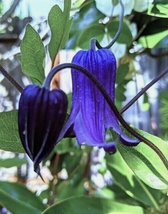 10 Seeds Clematis Blue Ribbons Clematis integrifolia Plant Garden - £6.17 GBP