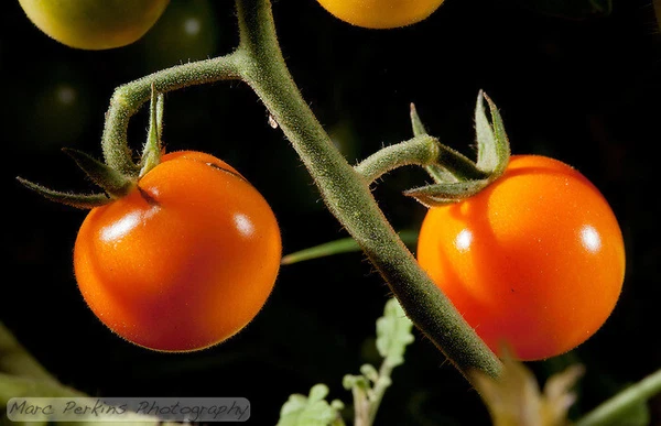 50 Seeds First Light Tomato Juicy Tomatoe Vegetable Garden US Fast Shipping - $3.66