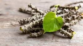 Guduchi Tinospora cordifolia Herb Soap Shampoo Toothpaste Skin Hair Nail - $11.88