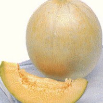 Hakucho Melon Seeds French Charantais Melon 10 Seeds Fast Shipping - £10.78 GBP