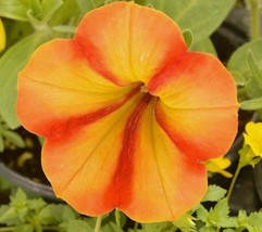 50 Seeds Four O&#39;Clock Flower Plant Garden - £6.17 GBP