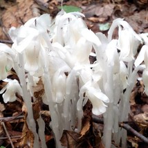 30 Monotropa Uniflora Seeds Ghost Plant Wildflower Fresh Garden USA Shipping - $21.45