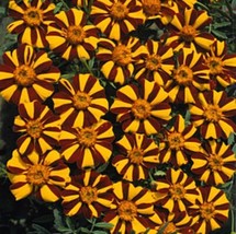 Item image 1 image 1