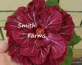 50 Seeds Dark Pink Red Hibiscus Flower - $6.90