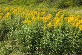 100 Pcs Solidago Goldenrod Flower Seeds #MNSS - £11.91 GBP