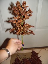 BRN Umbrella Sorghum 30 Seeds Make Your Own Syrup Chickens Love The Seed... - $13.76