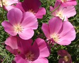 200+ California Purple Gleam Poppy Seeds – Vibrant Easy-Grow Flowers - $16.50