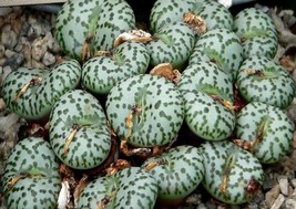 Conophytum obcordellum v. obcordellum rare mesemb exotic succulent seed 30 SEEDS - £7.18 GBP