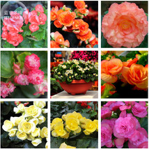 35+ Mixed 9 Types of Begonia Flower Seeds Professional Pack perennial garden all - £5.37 GBP