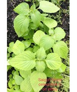 Rau Kinh Gioi Vietnam 400 Seeds + 50 Easy To Grow Delicio - $6.99