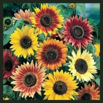 Septh Sunflower Autumn Beauty Mix Branching Multiple Flowers Non-GMO 100 Seeds - $7.17