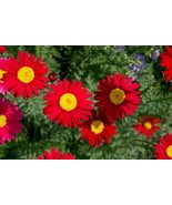 100 Red Robinsons Daisy Painted Chrysanthemum Coccineum Pyrethrum Heirlo... - $14.00