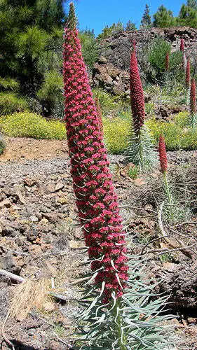 Echium Wildpretii Tower Of Jewels Red Bugloss 10 Seeds Garden - $30.08