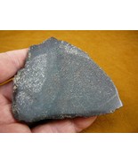 (DF-361-3) 8 oz Fossil REAL DINOSAUR Leg Bone Slice slab piece Jurassic ... - $47.67