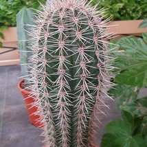 20Pcs Elephant Cactus Seeds Pachycereus Pringlei Seed - £16.49 GBP