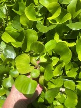 Special (25) Water Hyacinth Medium Koi Pond Floating Plants Algae Shade 4” - $149.00