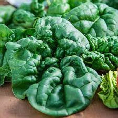 PSStore 100 Premium Bloomsdale Spinach Fresh Organic Heirloom Vegetable ... - $9.67