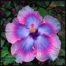 20 Pink Blue Hibiscus Seeds Bloom Perennial Flower Seed Flowers - £11.78 GBP