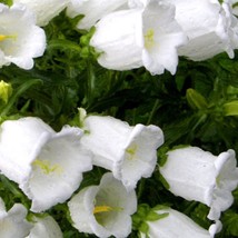 Canterbury Bells White Seeds Grower Organic Fresh Gardening - $215.86 MXN