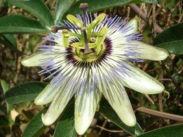 Passiflora caerulea Jesus Flower Hardy Passion Flower Blue Crown 25 Seed - £27.99 GBP