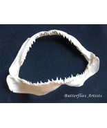 Ocean Shark Jaw in Shadowbox – Marine Decor – Coastal Curiosity Display - $156.19 CAD