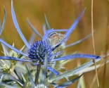 Florist Choice Blue Star Sea Holly Eryngium Planium 25 Seeds - $8.99