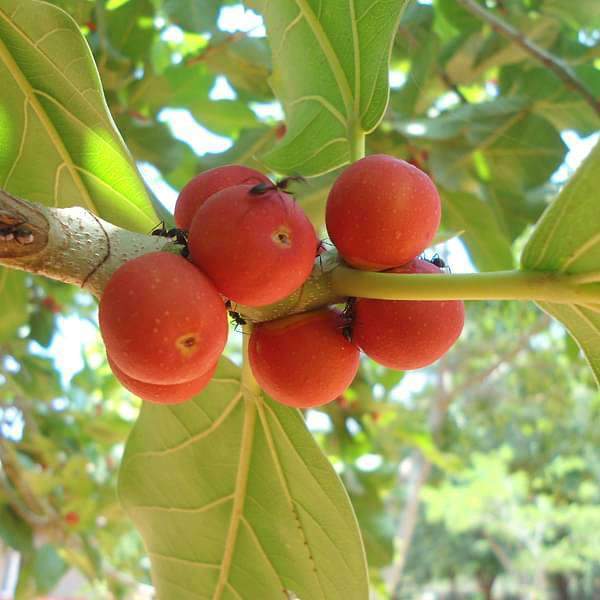 100 Banyan Tree Seeds/ Ficus benghalensis / Sacred Ficus indica Seeds