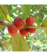100 Banyan Tree Seeds/ Ficus benghalensis / Sacred Ficus indica Seeds - £3.91 GBP