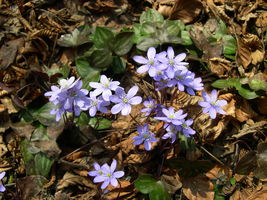 12 sharp lobed hepatica(Anemone acutiloba) - £5.99 GBP