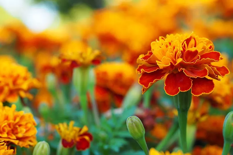 25+ Queen Sophia Marigold Seeds for Garden Planting - £9.26 GBP