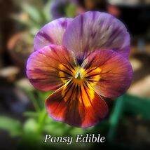 Item image 1 image 1