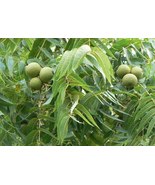 2 Black Walnut Tree Seedlings (24&quot; / 2 ft) – Juglans nigra, Live Bareroo... - $60.00