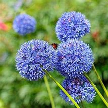 Blue Allium Bulbs - 10 Pack - Magnificent Blue Blooms, A Must Have in The Garden - £24.43 GBP
