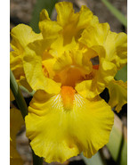 &quot;Luxor Gold,&quot; an A. Rose Designs (tm) note card - $9.50 CAD+