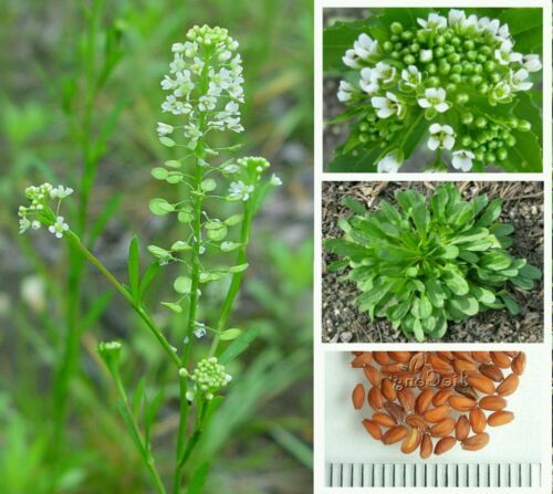 100 Organic Virginia Peppergrass Samen ~ Arzneimittel &amp; Culinary Gratis ... - $4.45