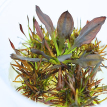 SEPTH Buy2Get1Free Echinodorus Aflame Tissue Culture Live Freshwater Plants Aqua - £17.59 GBP