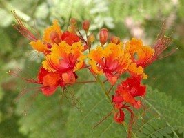 Fresh Caesalpinia pulcherrima Pride-of-Barbados 10 Seeds US Seller - £19.34 GBP