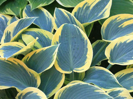 20 First Frost Hosta Seeds USA Seller - £11.01 GBP