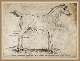 13536.Wall Decor Poster.Room Interior home office design.Horse drawing.Equine - £12.74 GBP+