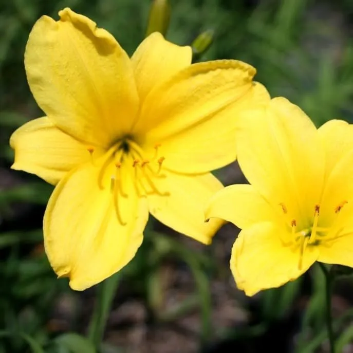 Daylily Yangtze Live 3nch Pots Hemerocallis Yellow Flowers Lush - $47.57