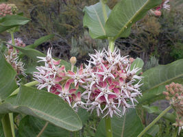 FROM US 40 Seeds Asclepias Speciosa Showy Milkweed Butterflies (Monarch Host Pla - £18.19 GBP