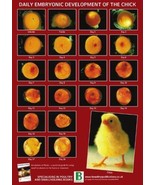 Daily Embryonic Development of the Chicken 42cm X 29.5cm A3 Incubation P... - $6.88
