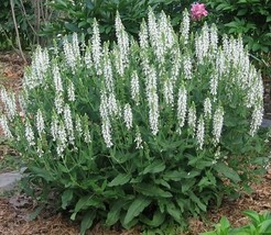 24 Seeds - Sage Salvia - Victoria White- Easy to Grow - £14.27 GBP