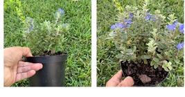 Daisy VOLVULUS 1/2 G. 1 Live Plant BLUE DAZE, Blue Bush Fast Spread Butt... - £24.38 GBP