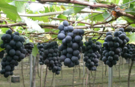 50Pcs Grape Seeds (Vitis vinifera) var. Kyoho Grapes Original - $7.55