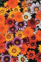30 Gazania New Day Mix Seeds Drought-Tolerant Ground Cover Flower Perennial - £14.14 GBP