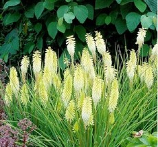 HGBO 25 Seeds Pineapple Torch Lily Poker Flower Seeds Perennial Seed 864 Us Sell - £6.90 GBP